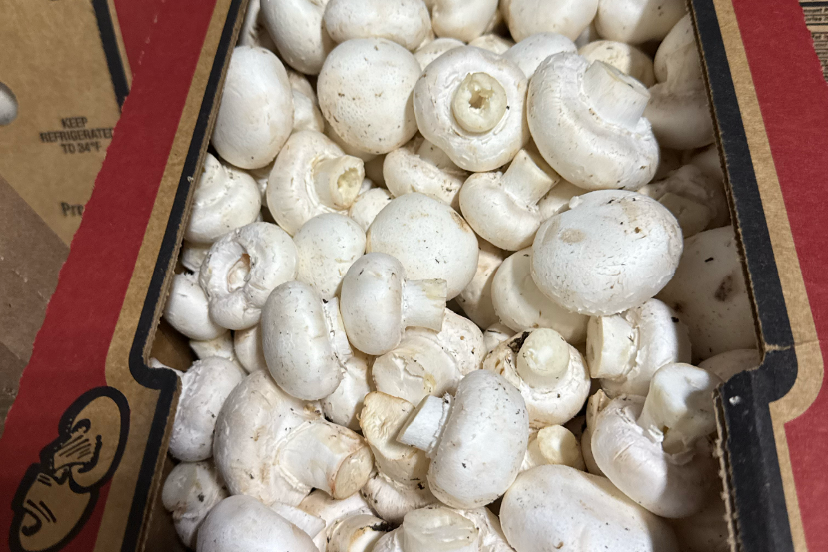 MAK Mushrooms variety 1